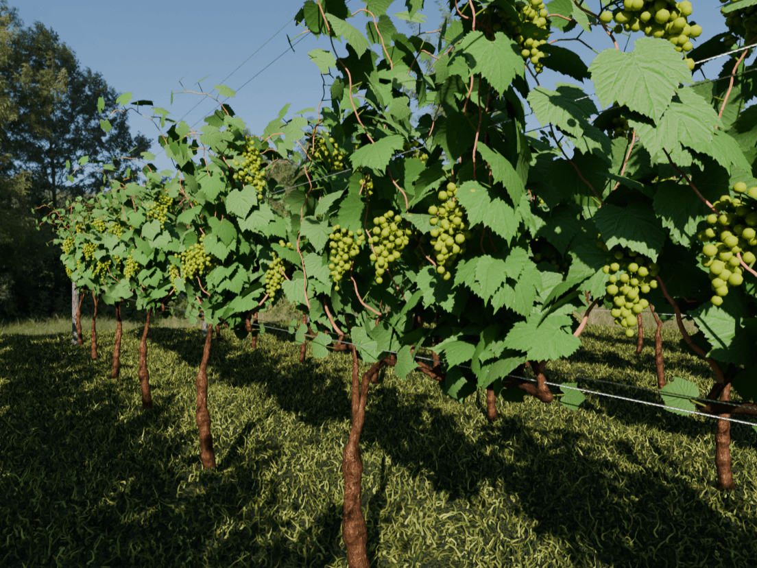 Synthetic vineyard